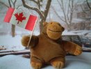 Monkey with a Canadian flag in Toronto