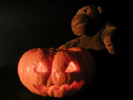 Mr Monkey with a halloween pumpkin