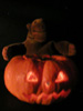 Mr Monkey with a halloween pumpkin