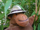 Monkey in a solar topee
